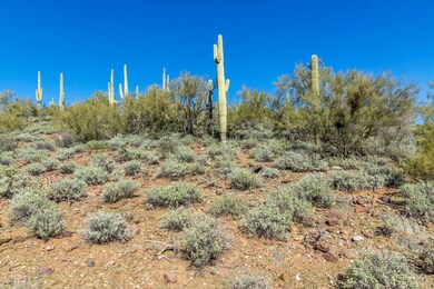 Mature saguaros