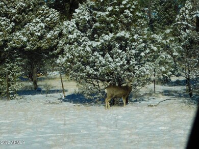 Deer Photo in snow