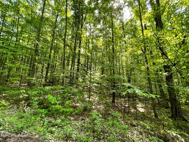 0 White Ash Trail, Vanderbilt, MI 49795 - photo 4