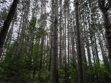 10.11 Acre Golden Rd SE unit 10.11 Acre, Kalkaska, MI 49646 - photo 5