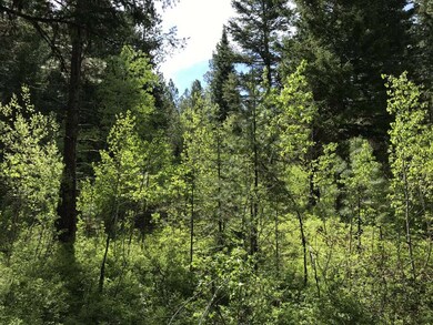 Deep Forest Seclusion On This 5.56 Acres