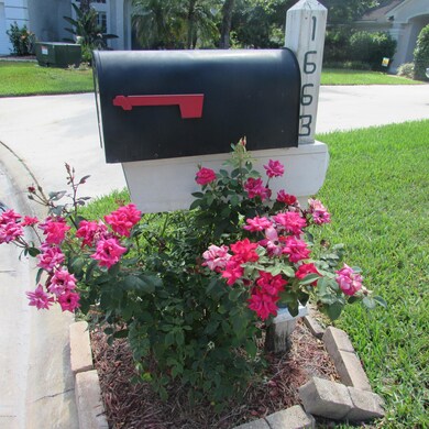 Knock-Out Roses