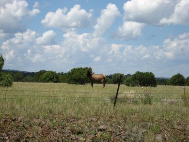 cow elk pinetop 009