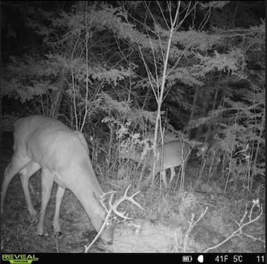 4202 E Zachau Rd, Superior, WI 54880 - photo 5