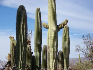 beautiful saguaro cactus