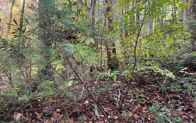 Additional View