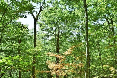 Maine Land for Sale in Frankfort, Maine