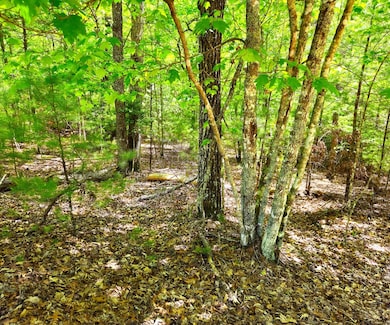 5.23acs Burgess Gap Rd, Morganton, GA 30560 - photo 4