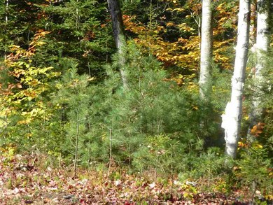 7 Rocky Rd, Winhall, VT 05340 - photo 3