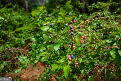 0 Moores Store Rd, Richland, GA 31825 - photo 7