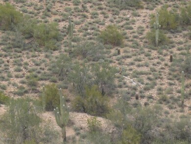 Beautiful Sonoran Desert Saguaros