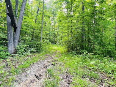 View from trail, up the hill.