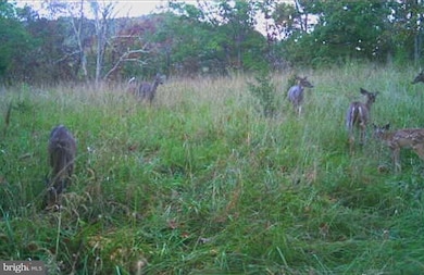 365 Strauter, Franklin, WV 26807 - photo 2