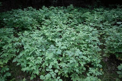 Lot 27 10th Ave, Adams, WI 53910 - photo 6