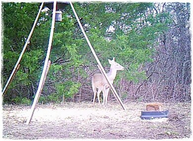 5600 N Fm 51, Weatherford, TX 76085 - photo 6