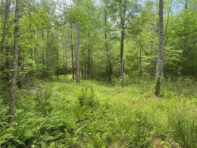 View of local wilderness