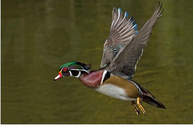 battlefield wood duck