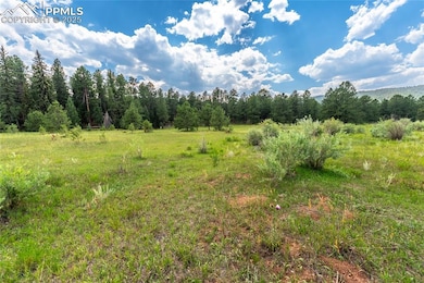 29507 N Highway 67, Woodland Park, CO 80863 - photo 5
