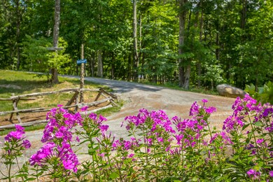 Wild Flowers