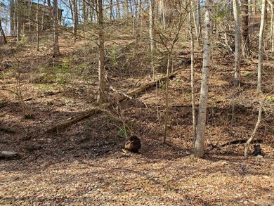 Spring Hollow 1