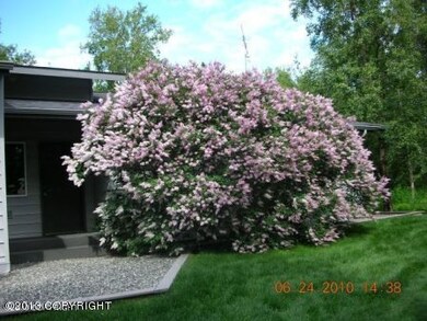 Lilac Tree in yard