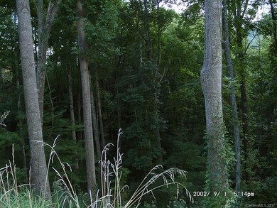 Wooded Area
