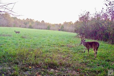 150 Twin Creeks Ln, Lockesburg, AR 71846 - photo 4
