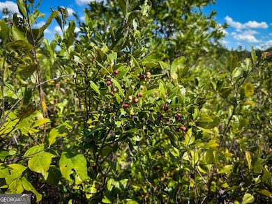 0 U S 84 unit 3 10563296, Homerville, GA 31634 - photo 5