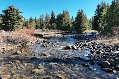 View of tree filled area
