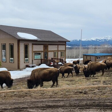 Bison1