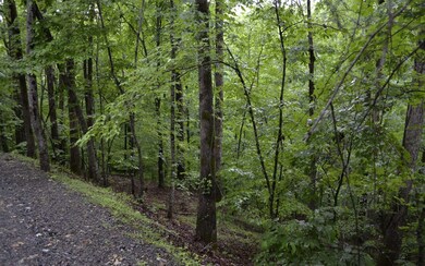 Additional View