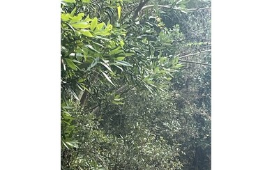 LOT47 Trenton Terrace, Fort White, FL 32038 - photo 6