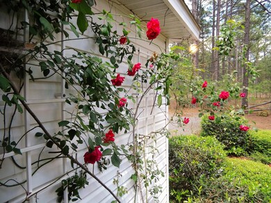 Climbing Roses
