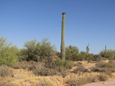 Closeup Cactus