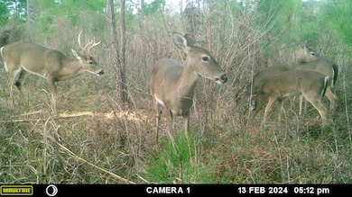 xxxx Lot 1 Solomon Dairy Rd, Quincy, FL 32351 - photo 4