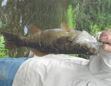 Fish 2