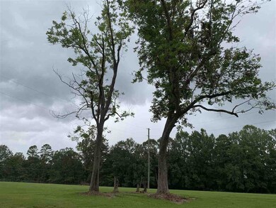 Pecan Trees