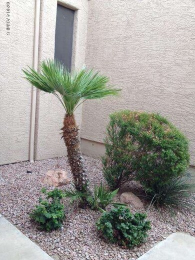 Front yard