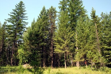 Lots of Large Trees