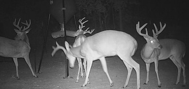 +/- 61.8 U S 59, Nacogdoches, TX 75965 - photo 4