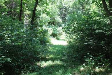 SLOPING LAND THAT GOES INTO THE DEEP WOODED AREAS WHERE THE TREES  STAND TALL