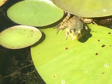Clark Lilly Pad
