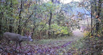 798 Red Tuttle Rd, Bethpage, TN 37022 - photo 5