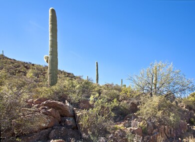Natural Sonoran Desert