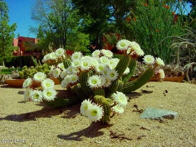cactus garden