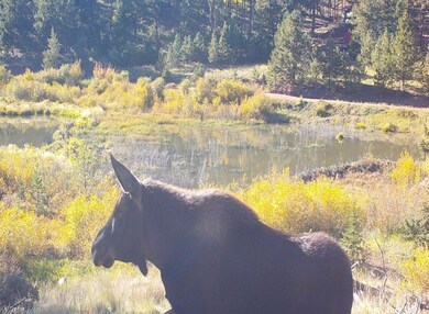 10223 Trail Creek Rd, Florissant, CO 80816 - photo 3