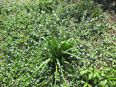 Frong Garden at 145 Morningside Commons