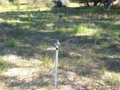 Irrigation line for pasture
