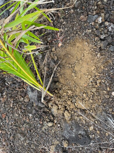 ʻAʻā lava interspersed with soil provides a balance of character and easier clearing for building.