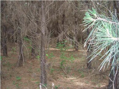 Pine Plantion